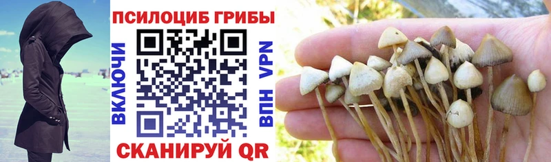 блэк спрут зеркало Мариинск Псилоцибиновые грибы Cubensis